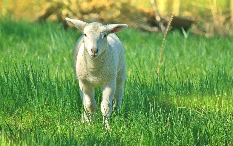 Free stock image of Goat created by Pixabay
