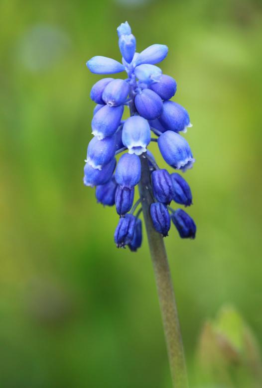 Free stock image of Muscari created by Pixabay