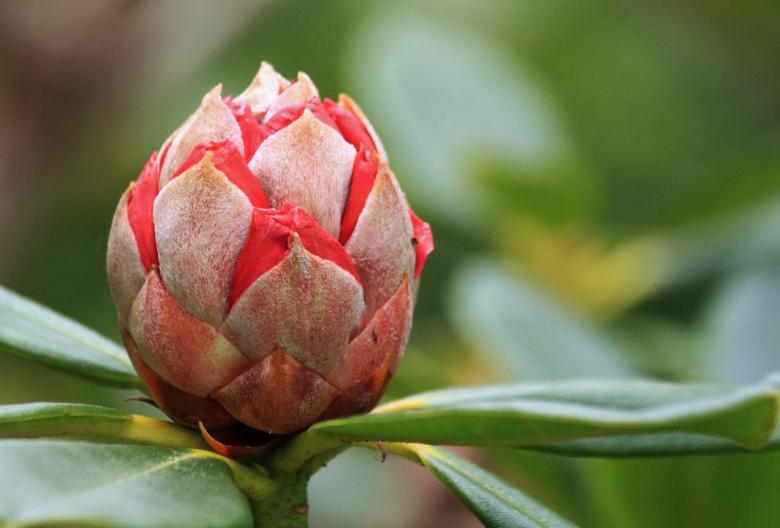 Free stock image of Rhododendron created by Pixabay
