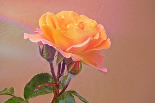 Rose - Free Stock Photo