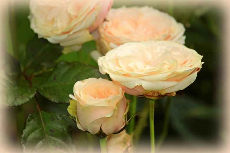 Free stock image of Roses created by Pixabay