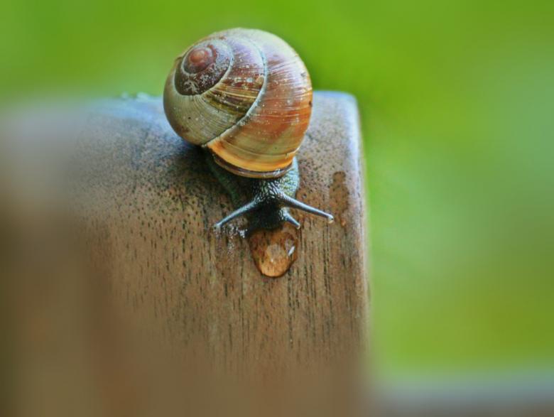 Free stock image of Snail created by Pixabay