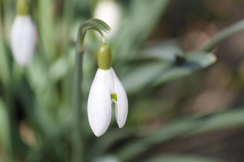 Free stock image of Snowdrop created by Pixabay