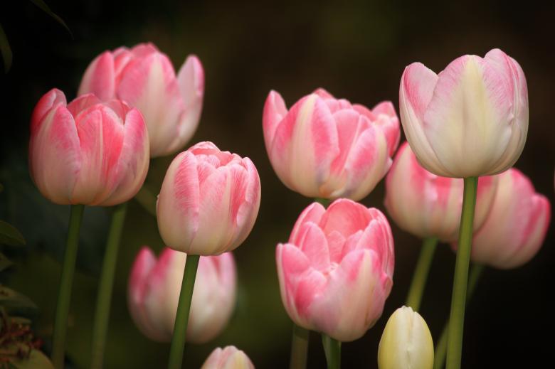Free stock image of Tulips created by Pixabay