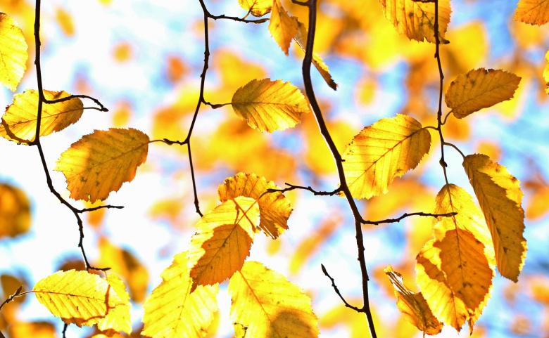 Free stock image of Autumn created by Pixabay