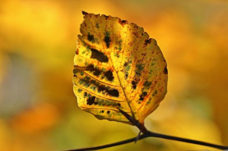 Free stock image of Leave created by Pixabay