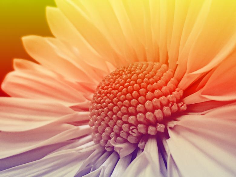 Free stock image of Blooming created by Pixabay