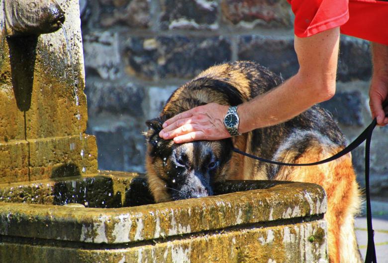 Free stock image of Owner's love with the Pet created by Pixabay