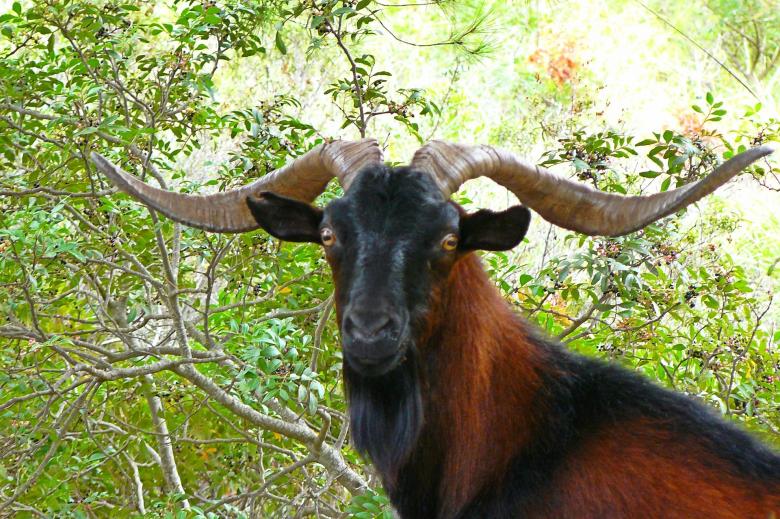 Free stock image of Wild Goat created by Pixabay