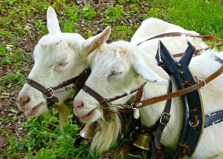 Free stock image of White Goat Couple created by Pixabay