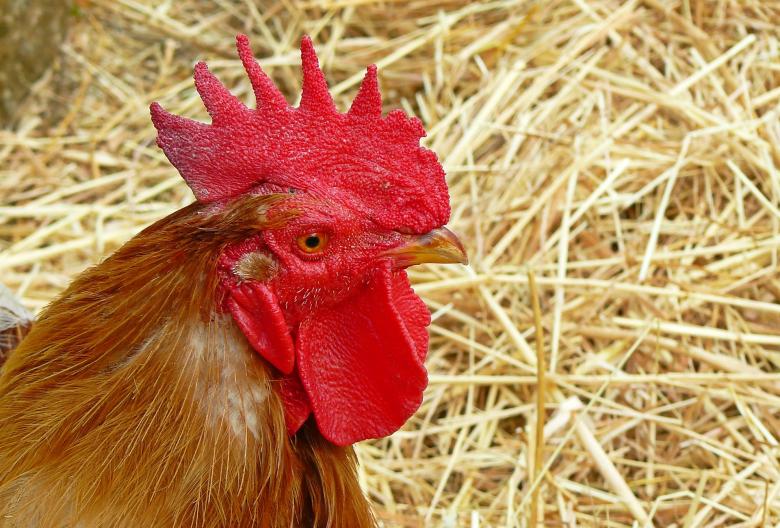 Free stock image of Hen created by Pixabay