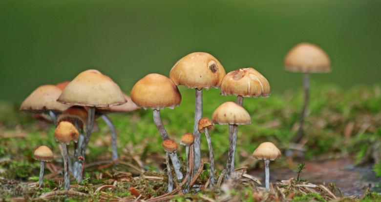 Free stock image of Mushroom created by Pixabay