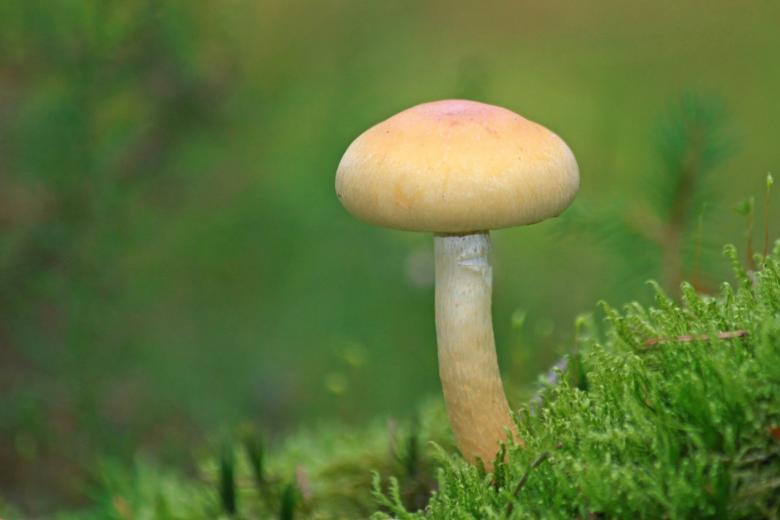 Free stock image of Mushroom created by Pixabay