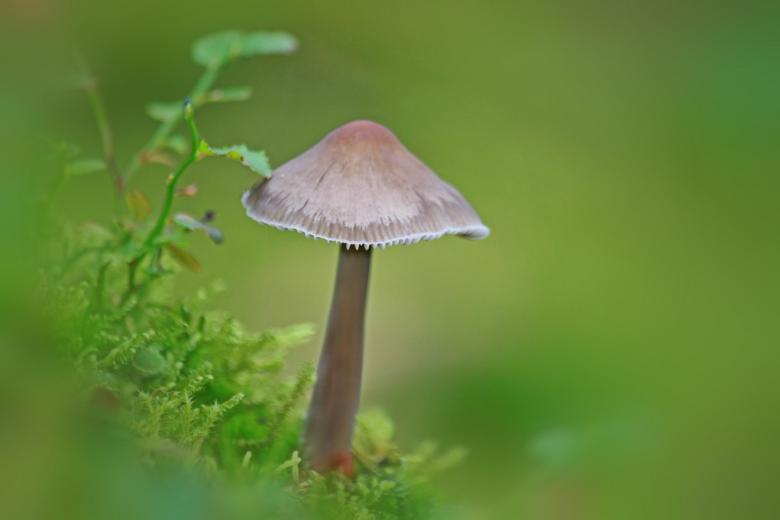 Free stock image of Mushroom created by Pixabay