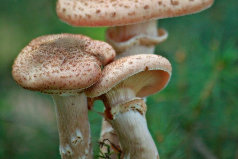 Free stock image of Wild Mushrooms created by Pixabay