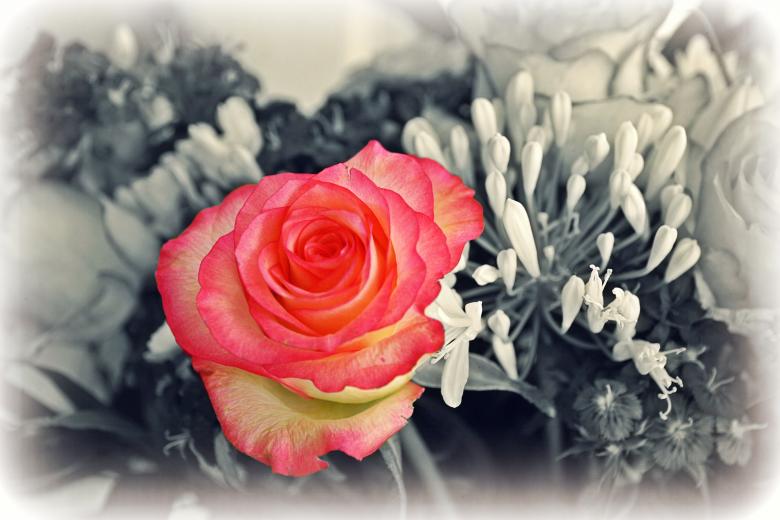 Free stock image of Rose created by Pixabay
