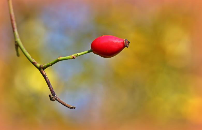 Free stock image of Blooming created by Pixabay