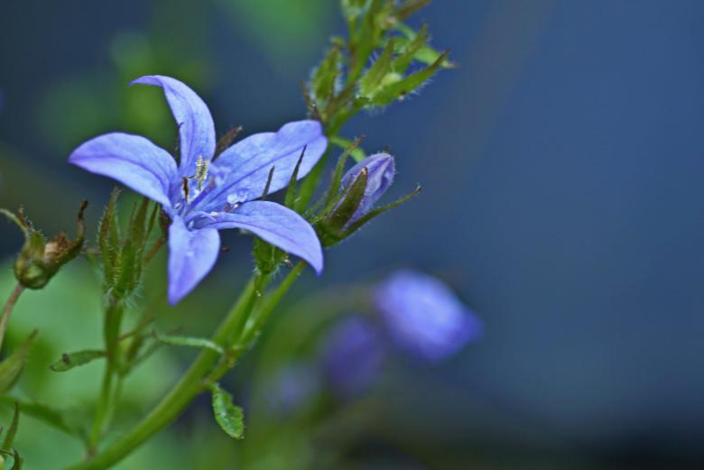 Free stock image of Bell Flower created by Pixabay