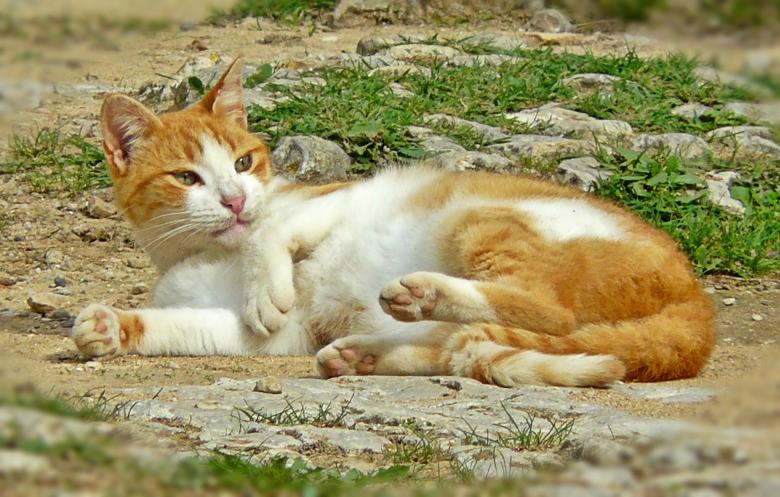 Free stock image of Pet created by Pixabay