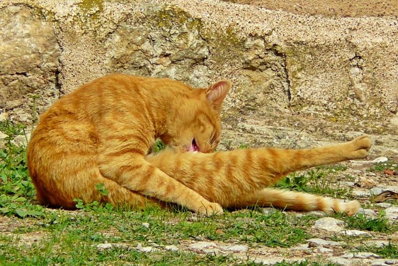 Free stock image of Wild Cat created by Pixabay