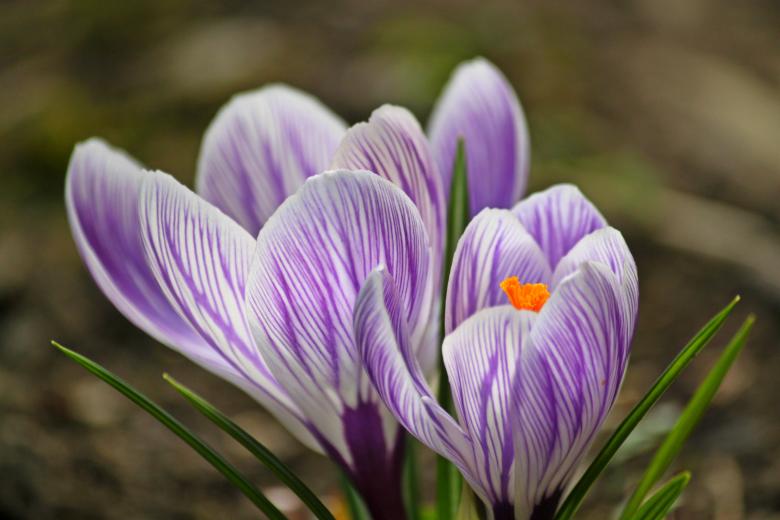 Free stock image of Garden created by Pixabay