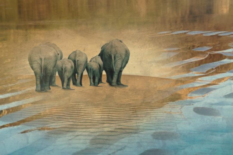 Free stock image of Group of Wild Elephants created by Pixabay