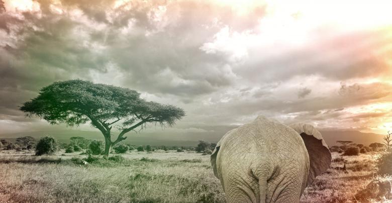 Free stock image of Giant Elephant created by Pixabay