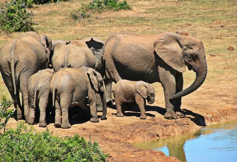 Free stock image of Group of Elephants created by Pixabay