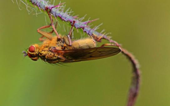 Fly upside down - Free Stock Photo