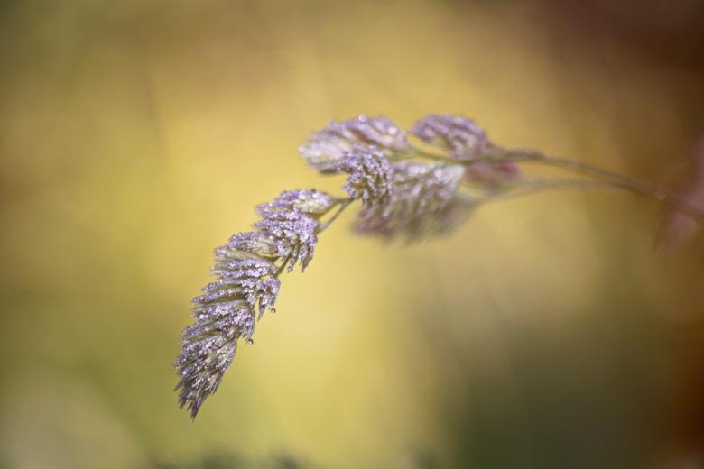 Free stock image of Grass created by Pixabay