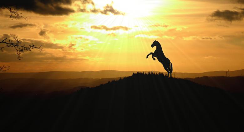 Free stock image of Wild Horse created by Pixabay