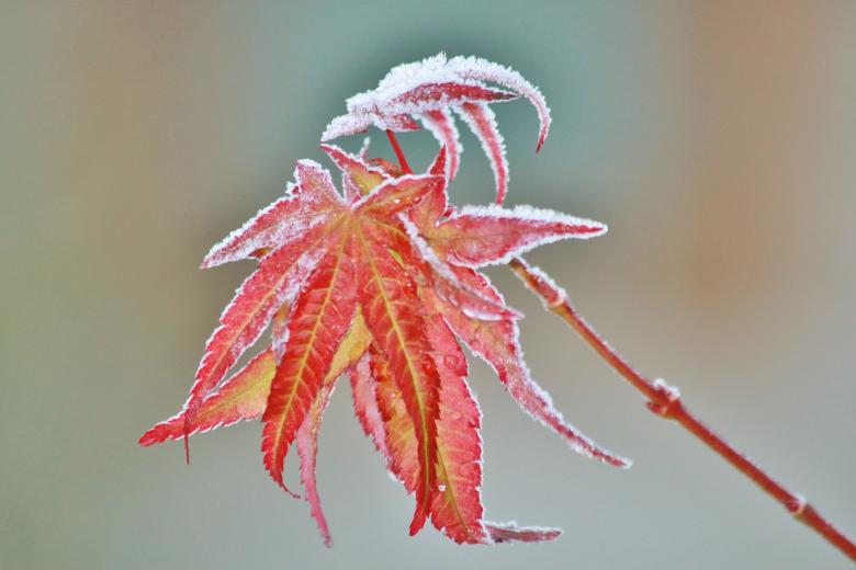 Free stock image of Frozen Maple  created by Pixabay
