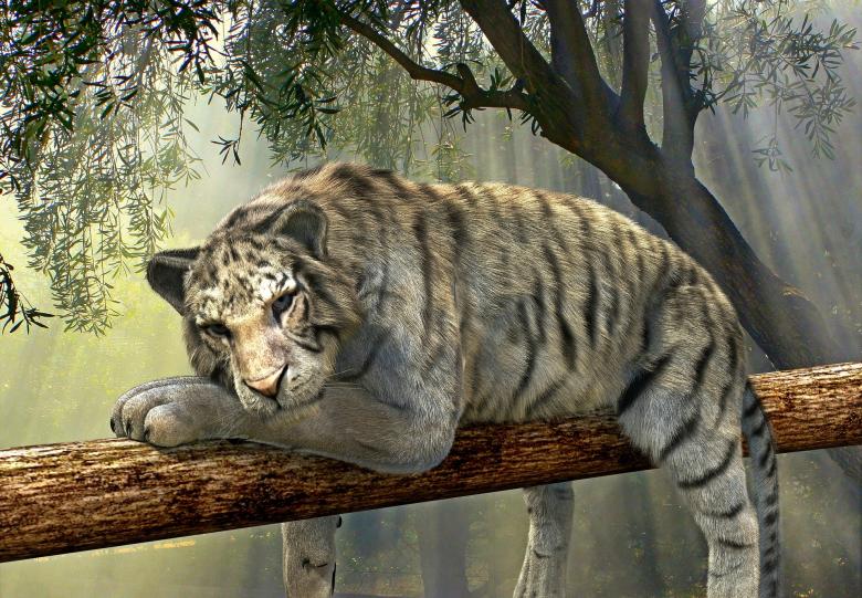 Free stock image of White Tiger created by Pixabay