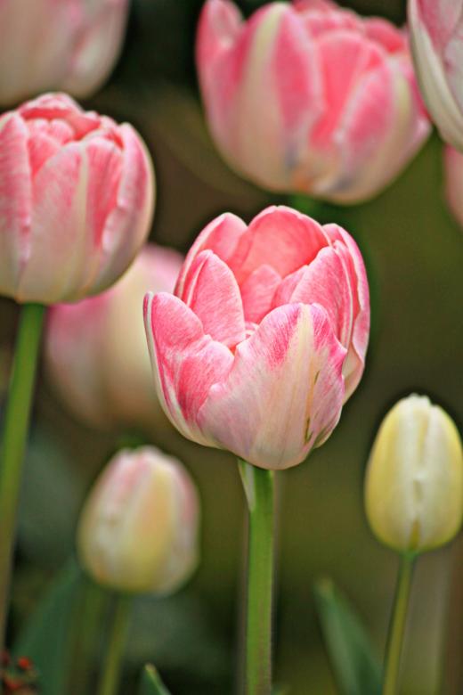 Free stock image of Tulips created by Pixabay