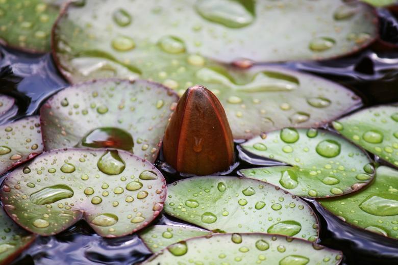 Free stock image of Water Lily created by Pixabay