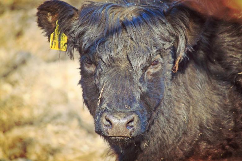 Free stock image of Black  Cow Staring created by Pixabay