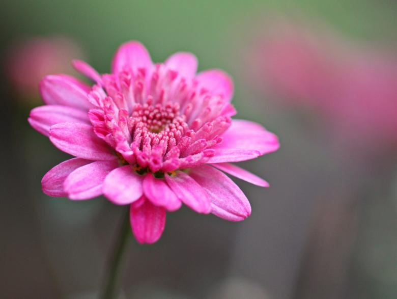 Free stock image of Blooming created by Pixabay