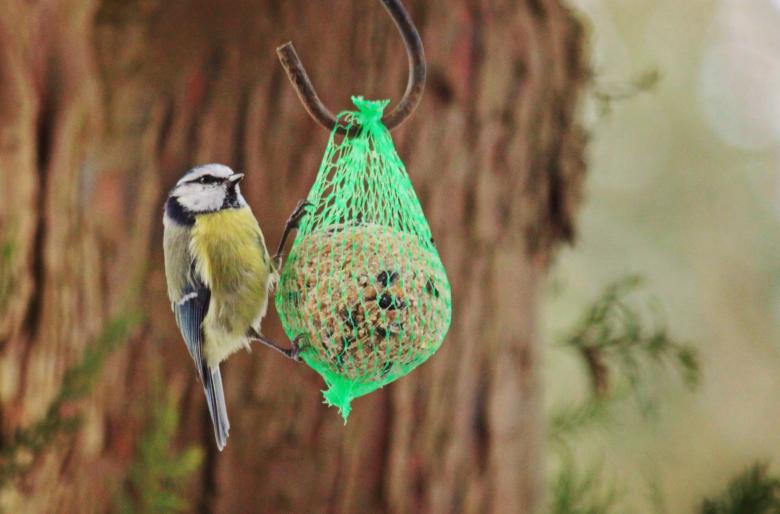 Free stock image of Little Bird looking for food created by Pixabay