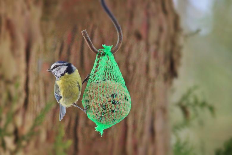 Free stock image of Little Bird looking for food created by Pixabay
