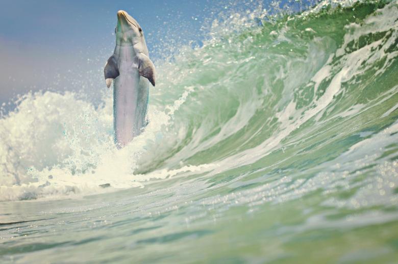 Free stock image of Dolphin Having Fun created by Pixabay
