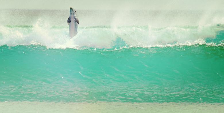 Free stock image of Dolphin Having Fun created by Pixabay