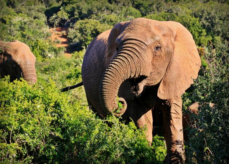 Free stock image of Wild Elephants created by Pixabay