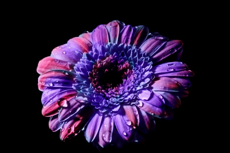 Free stock image of Purple Flower created by Pixabay