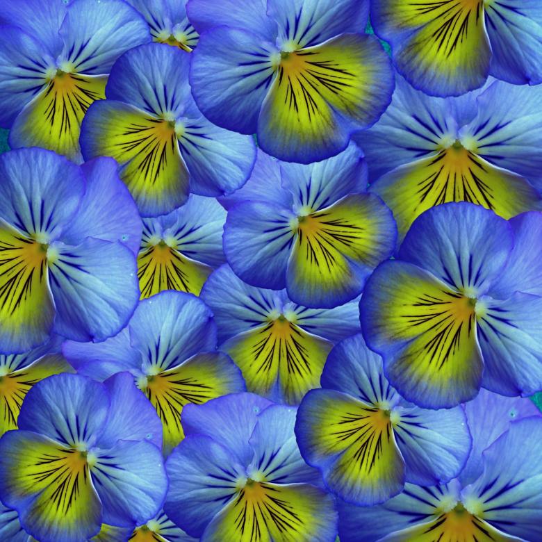 Free stock image of Blooming created by Pixabay