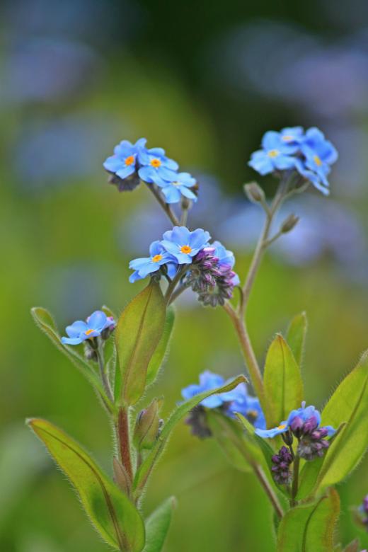 Free stock image of Garden created by Pixabay
