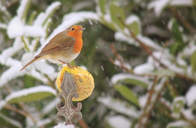 Free stock image of Little Robin created by Pixabay
