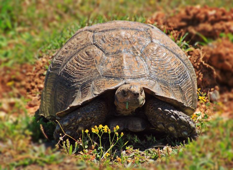Free stock image of Turtle created by Pixabay