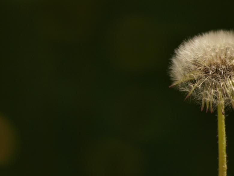 Free stock image of Dandellion created by Marko Mäkinen