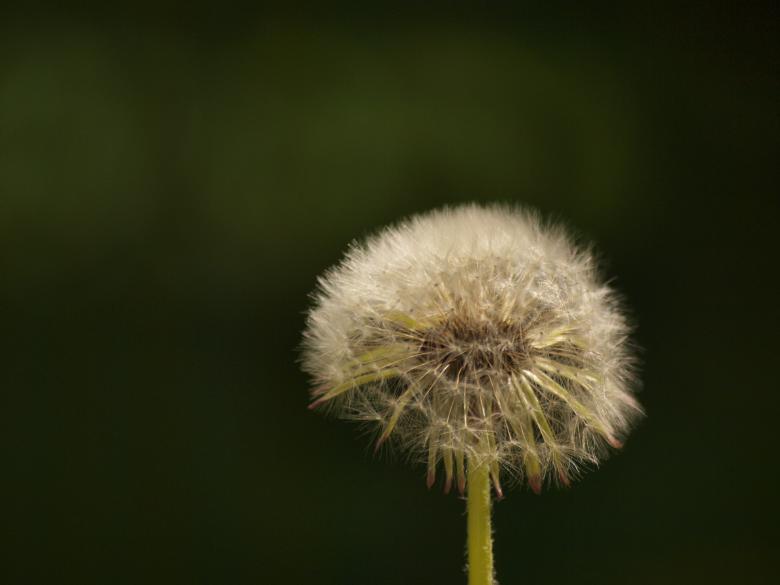 Free stock image of Dandellion created by Marko Mäkinen