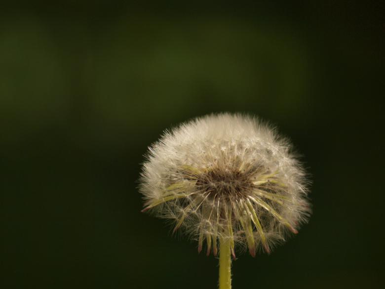 Free stock image of Dandellion created by Marko Mäkinen